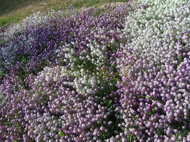  Plants in bloom